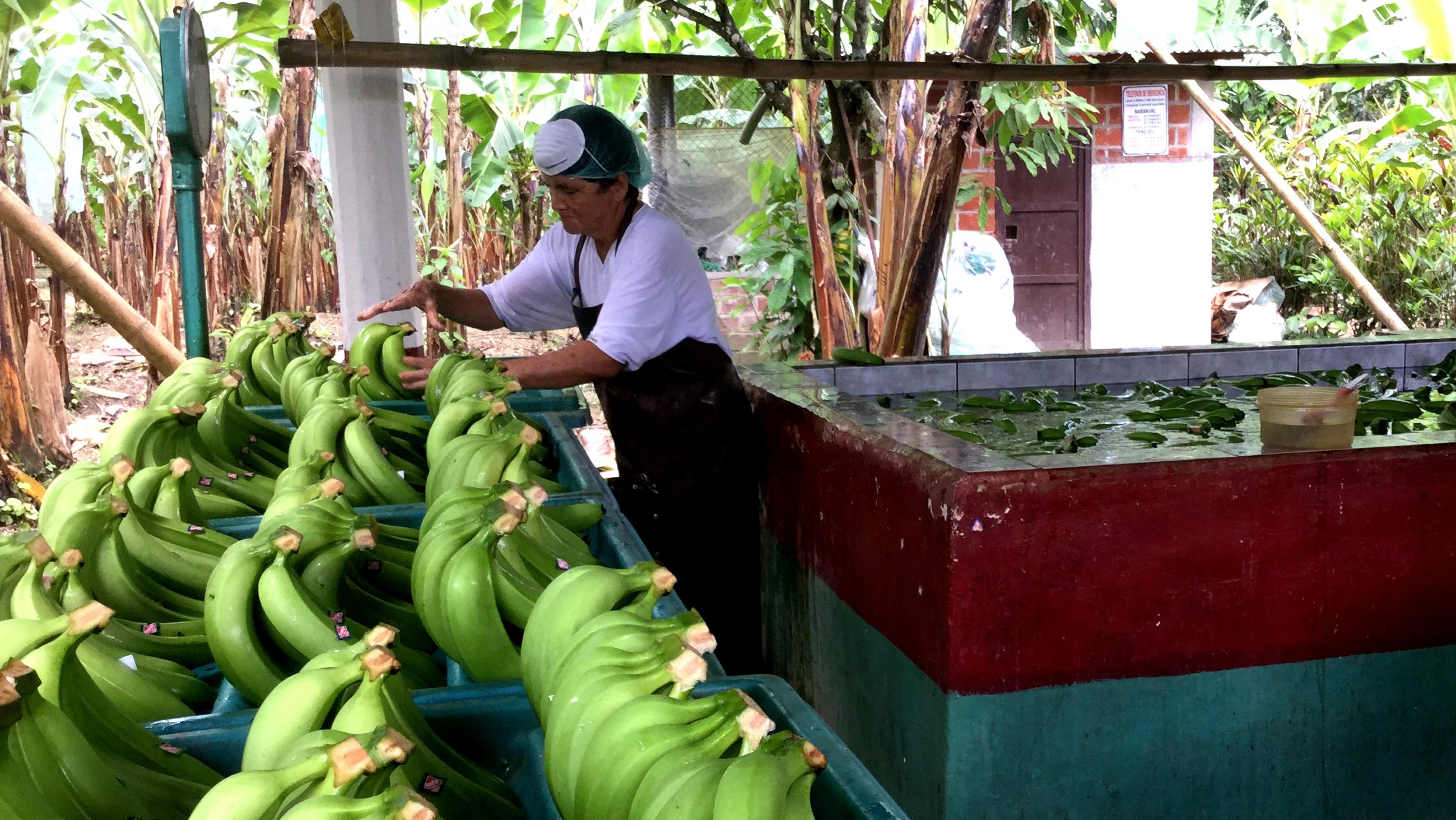 Ein Arbeiter auf einer Bananenplantage in Ecuador