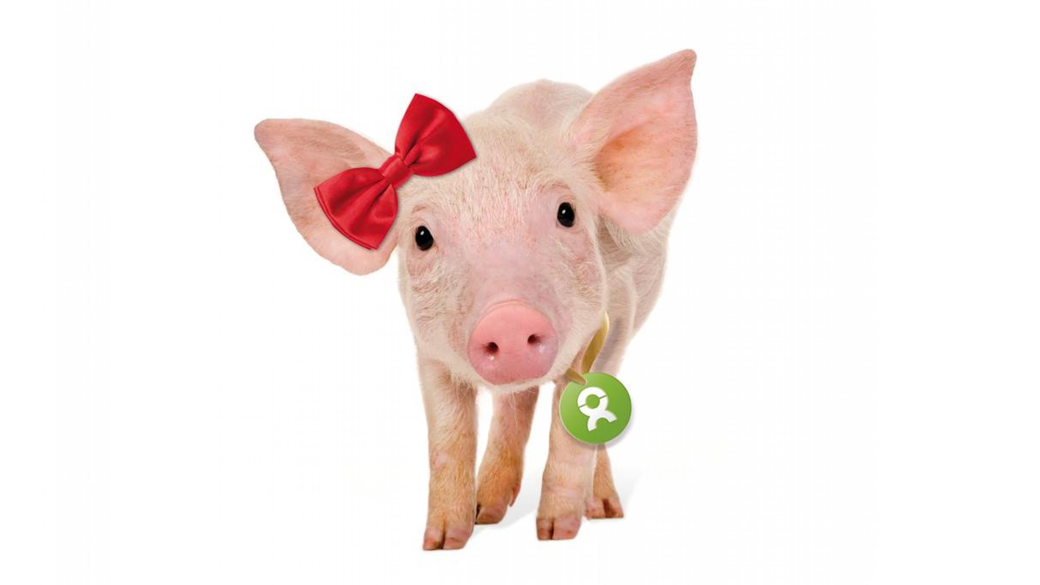 Endlich einmal Schwein haben – mit den richtigen Geschenken ...