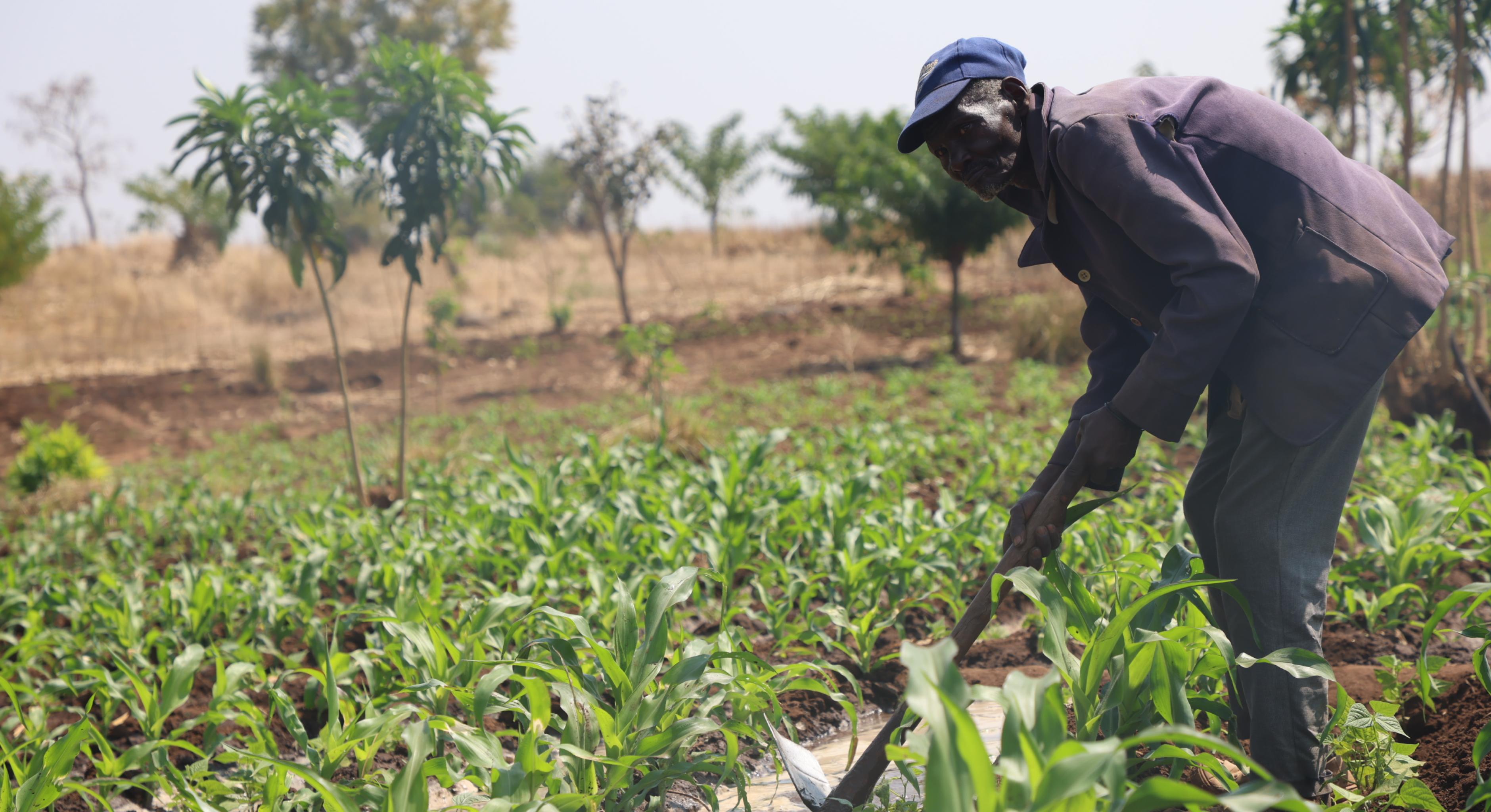 Landwirt Zambaya Siliya arbeitet auf einem Feld in Malawi.
