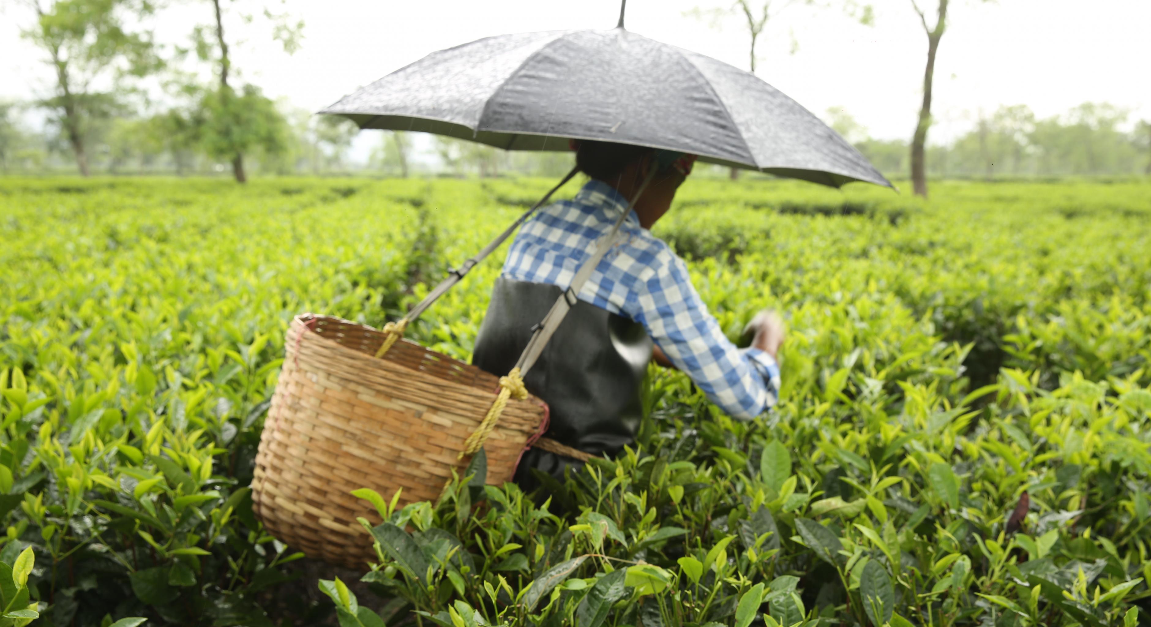 Eine Arbeiterin erntet Tee in Assam mit einem Regenschirm, den sie auf ihrem Kopf trägt