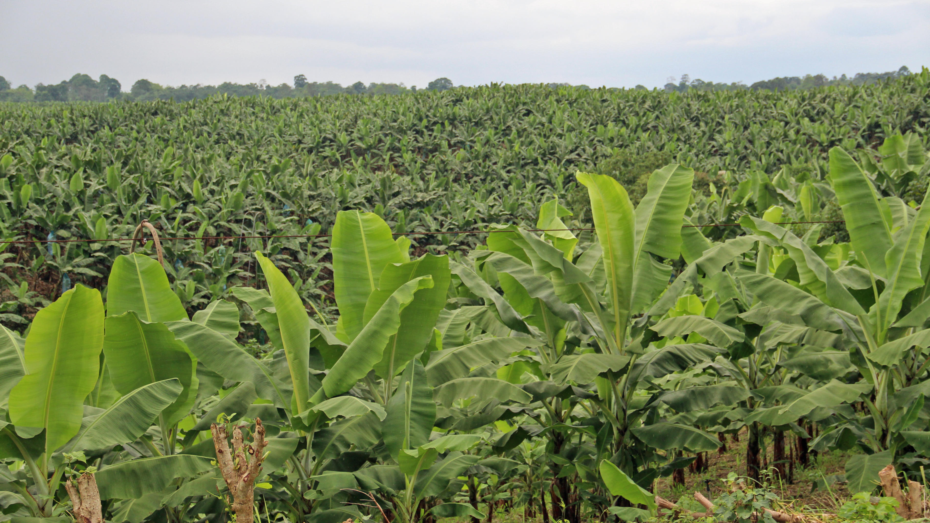 Ecuador: Bananen-Arbeiter*innen mit dem Tode bedroht