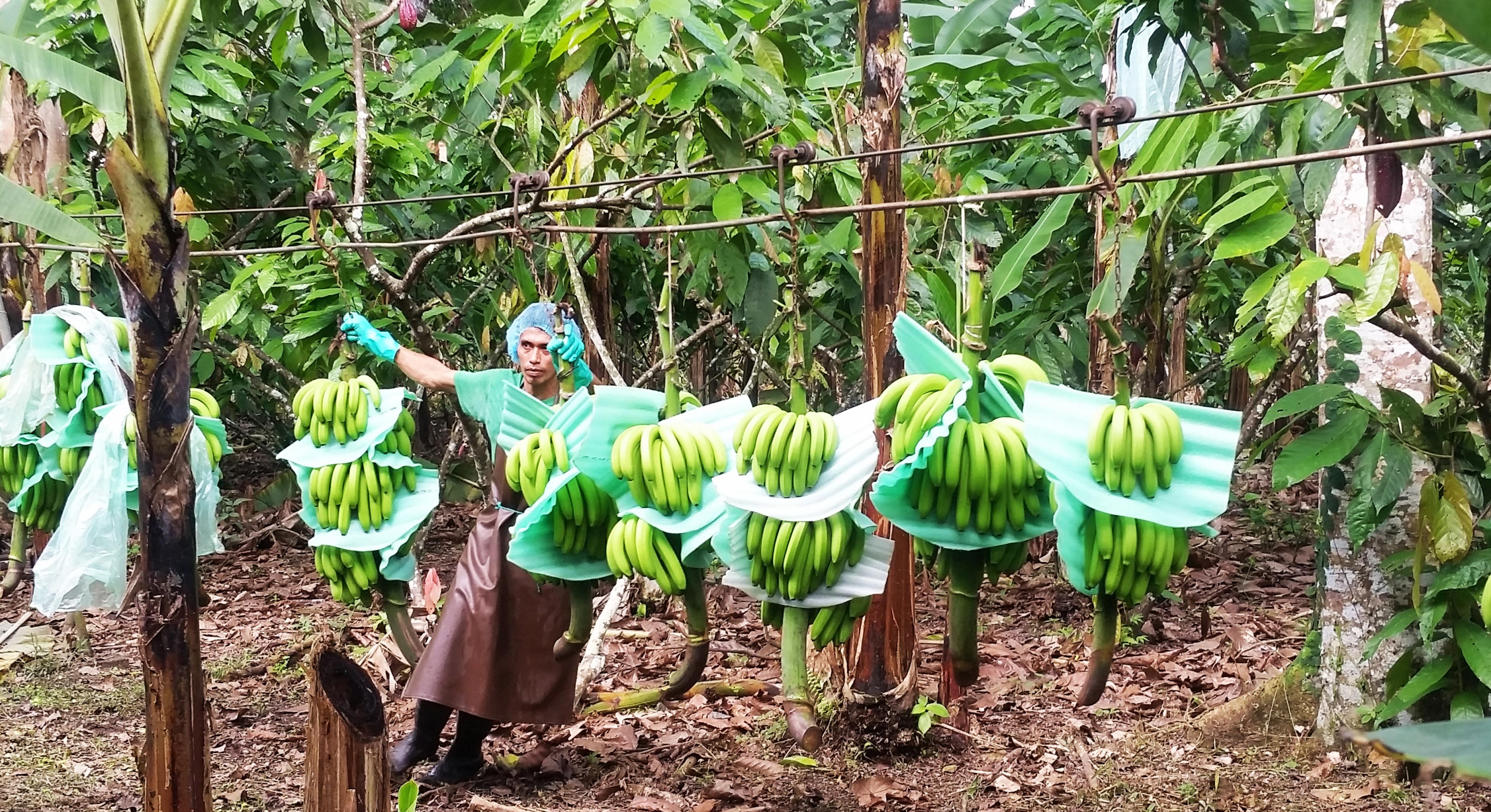 Bananenproduktion in Ecuador 