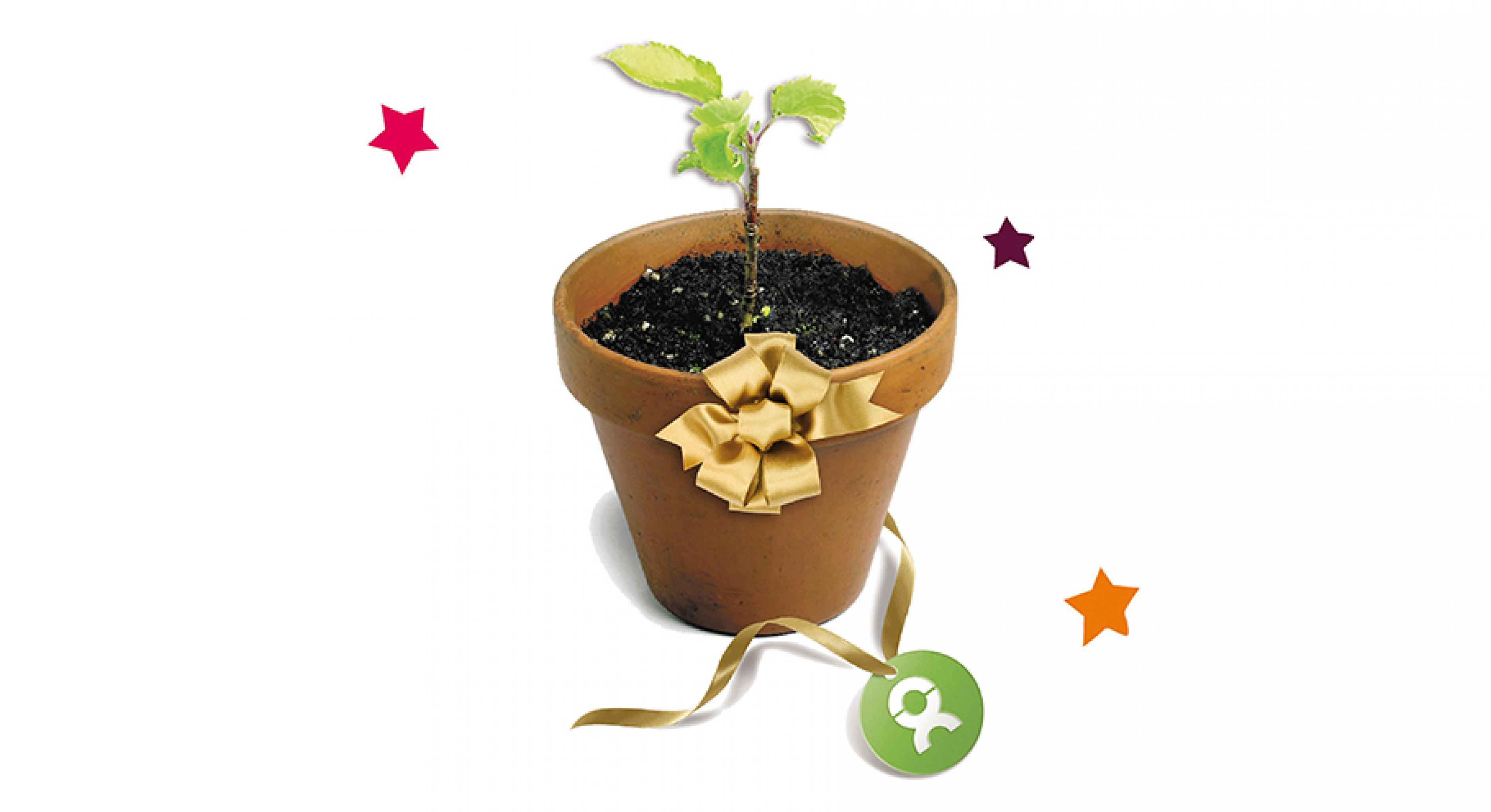 Oxfamunverpackt Weihnachtsgeschenk Junge Baume