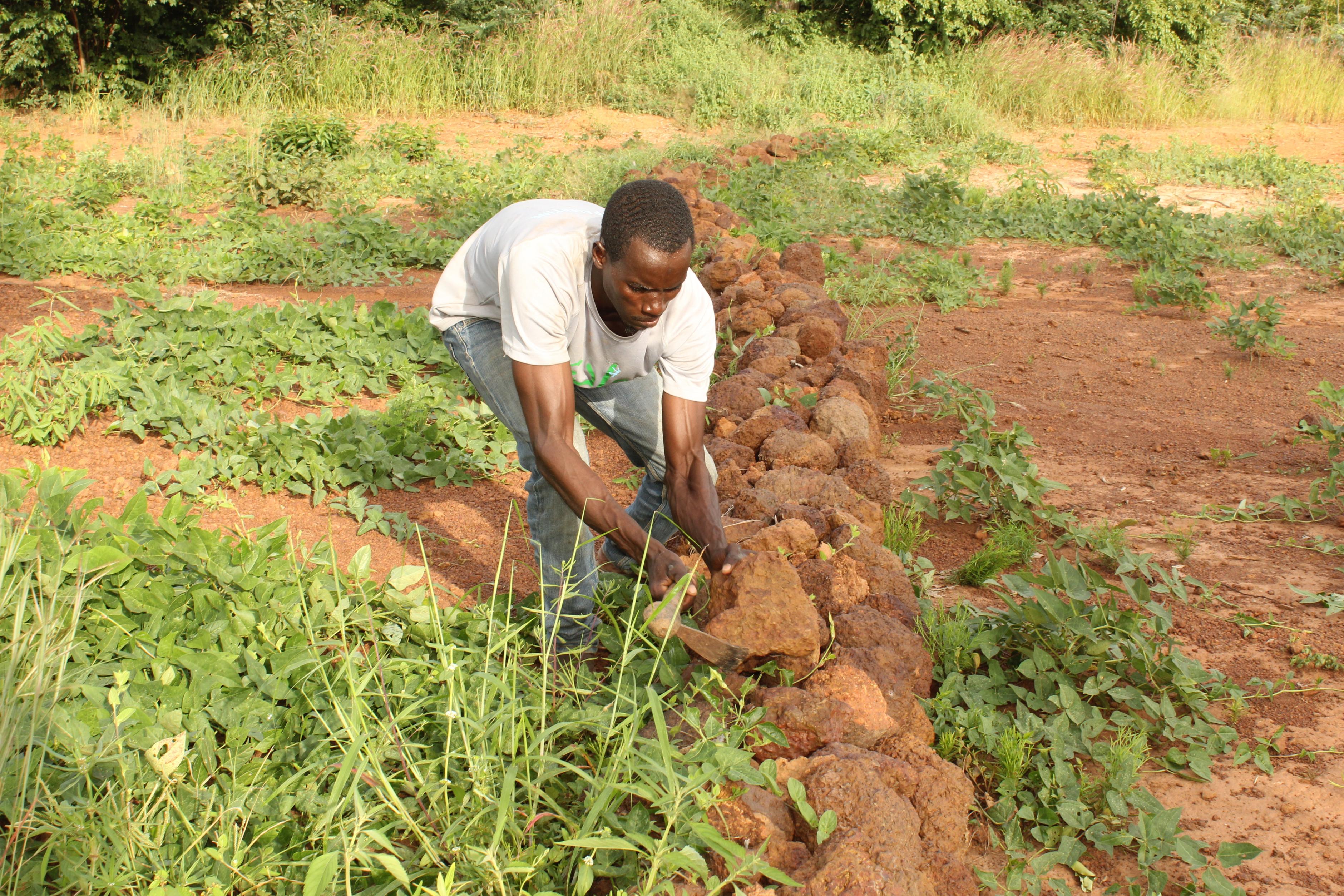 Fanèké Coulibaly hockt auf seinem Bohnenfeld und platziert Steine zu einer Mauer