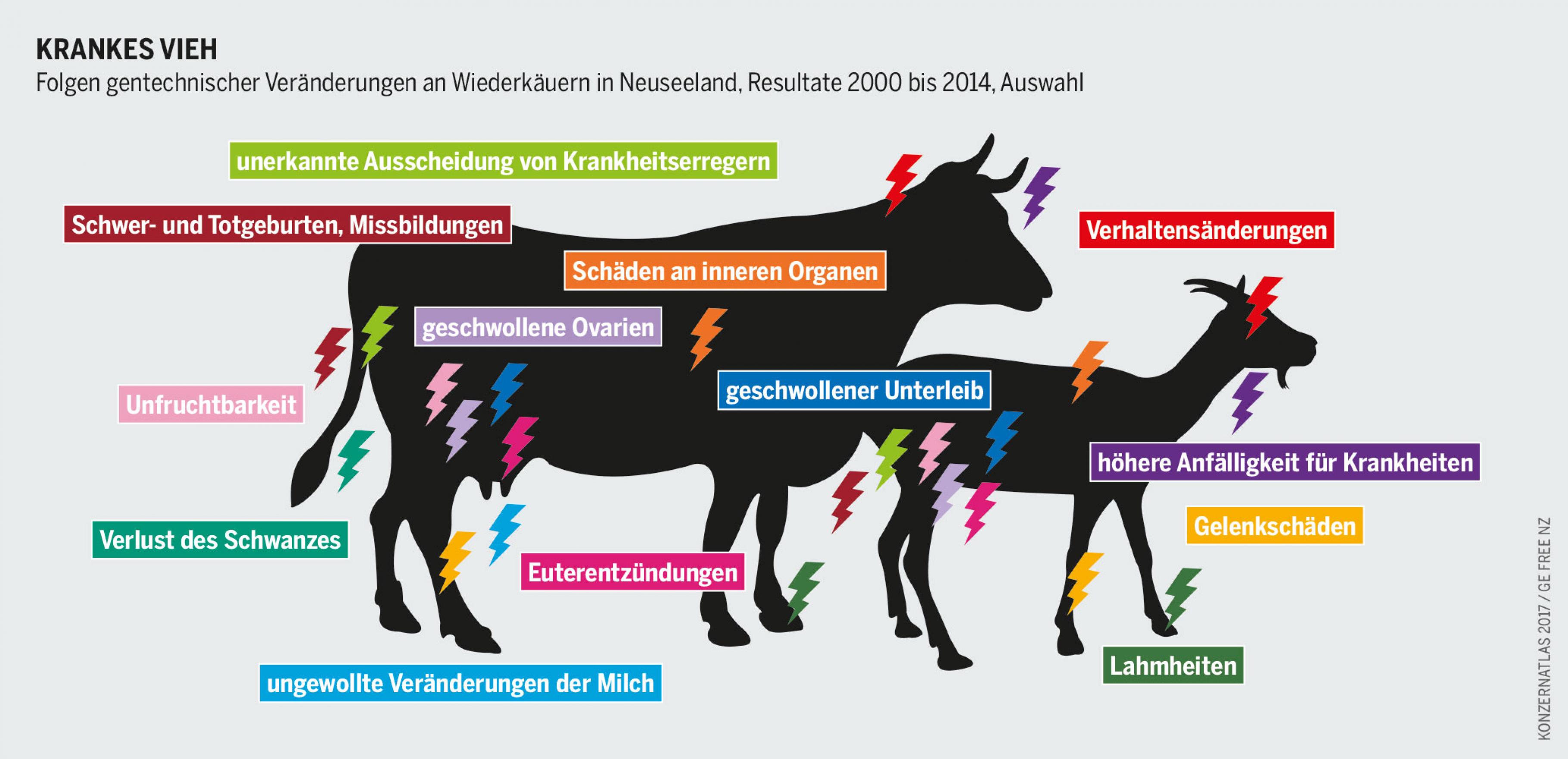 Der Umbau des Erbgutes von Nutztieren führt zu Schädigungen und Erkrankungen. Dennoch träumt die Kundschaft der Labors weiterhin vom resistenten Vieh.