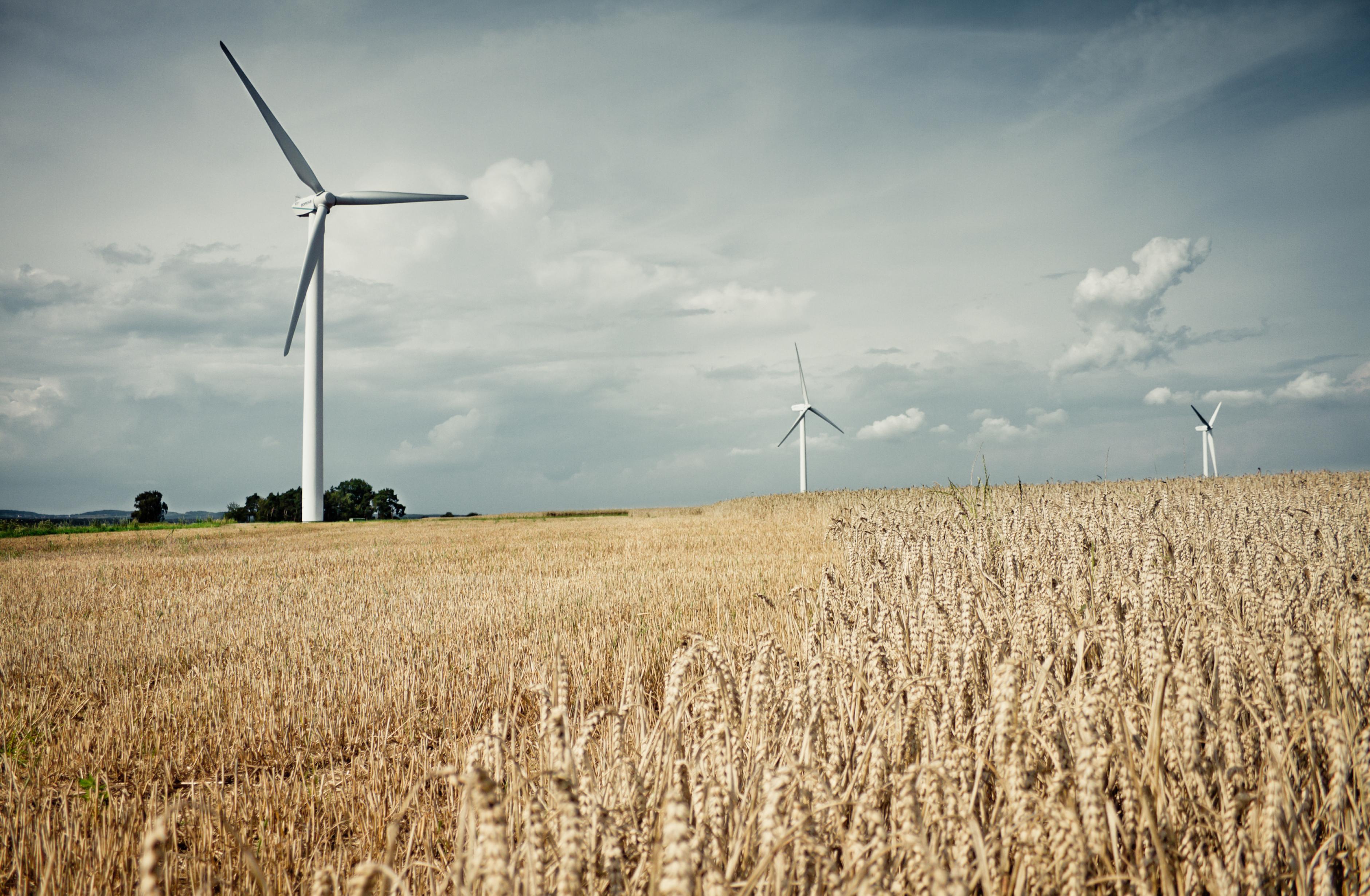 Windräder an einem Getreidefeld