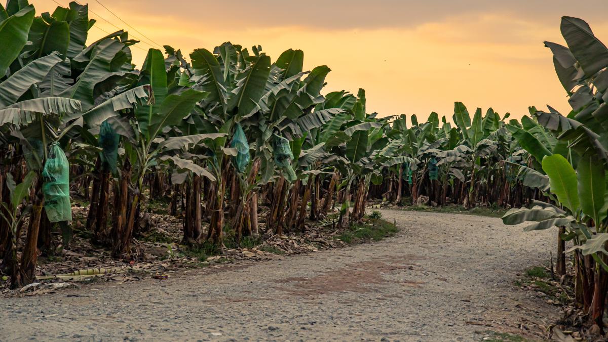 Eine unbefestigte Straße führt durch eine Bananenplantage