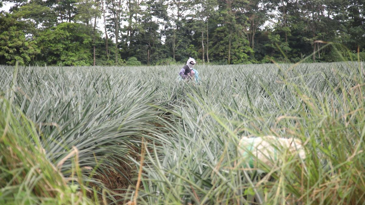 Eine Person die ihren Kopf und Mund mit Tüchern bedeckt hat steht in einem Feld und erntet Ananas