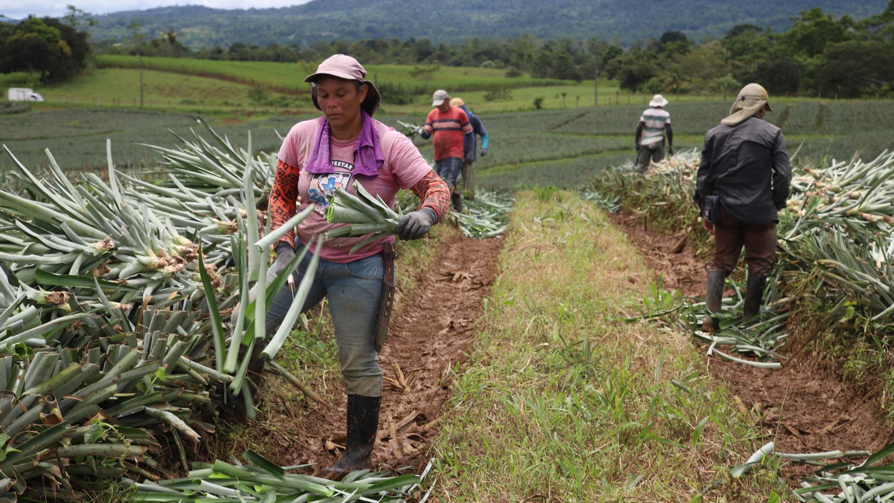 Arbeiter*innen auf einer Ananas-Plantage