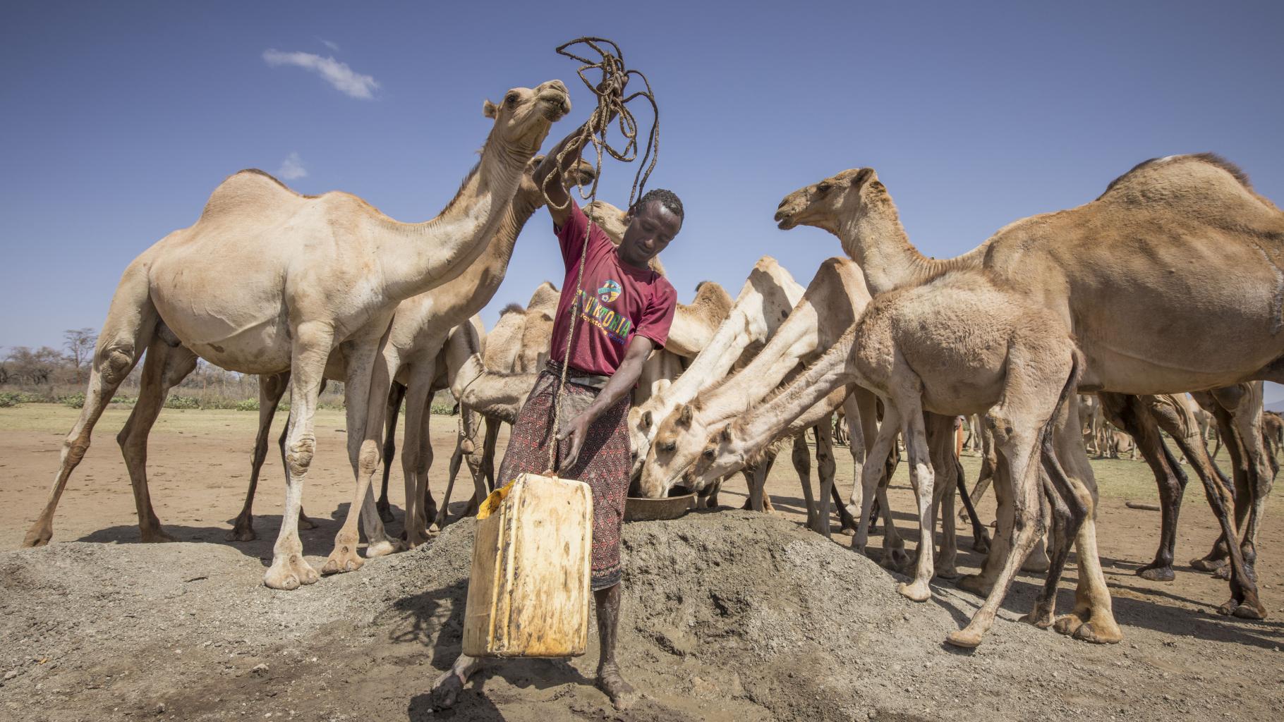 Mohamed Abdi Gedy mit seinen Kamelen