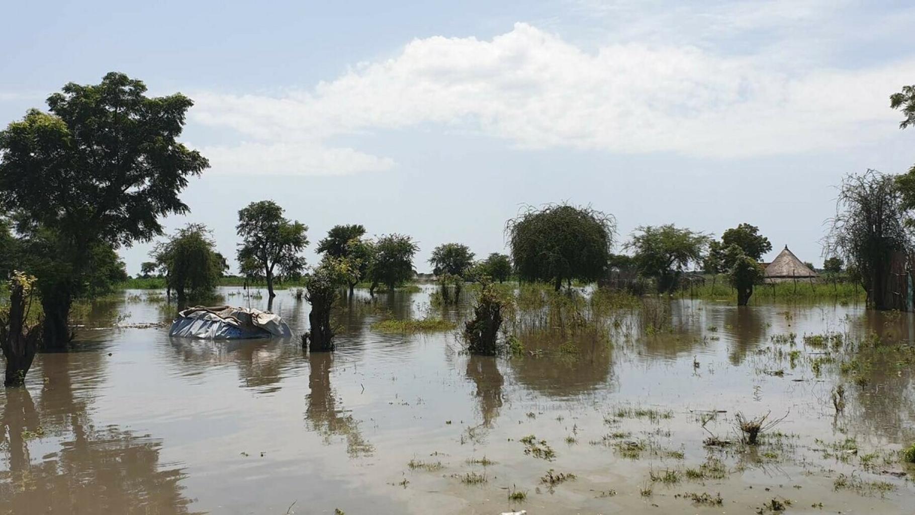 Ein überflutetes Stück Land. Im Vordergrund braunes Wasser und einige Pflanzen, in der Mitte Bäume, die aus dem Wasser ragen und ein überflutetes Zelt oder eine Hütte.