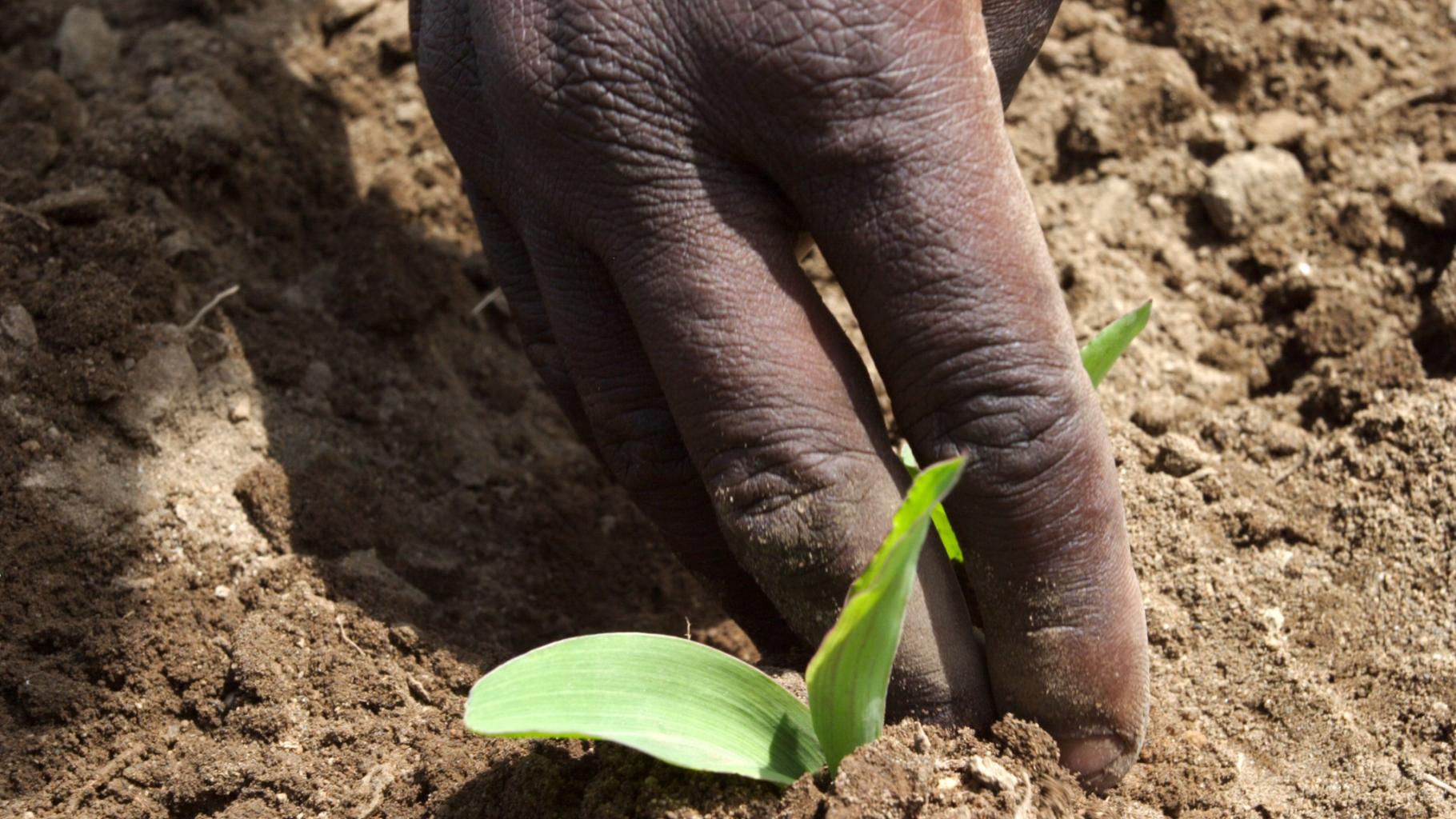Ein Setzling in der Erde