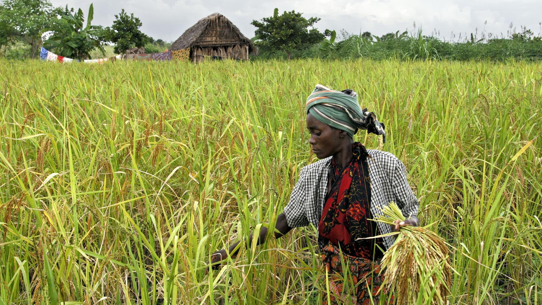 Tansania, Afrika: Eine Frau erntet Reis auf einem Reisfeld