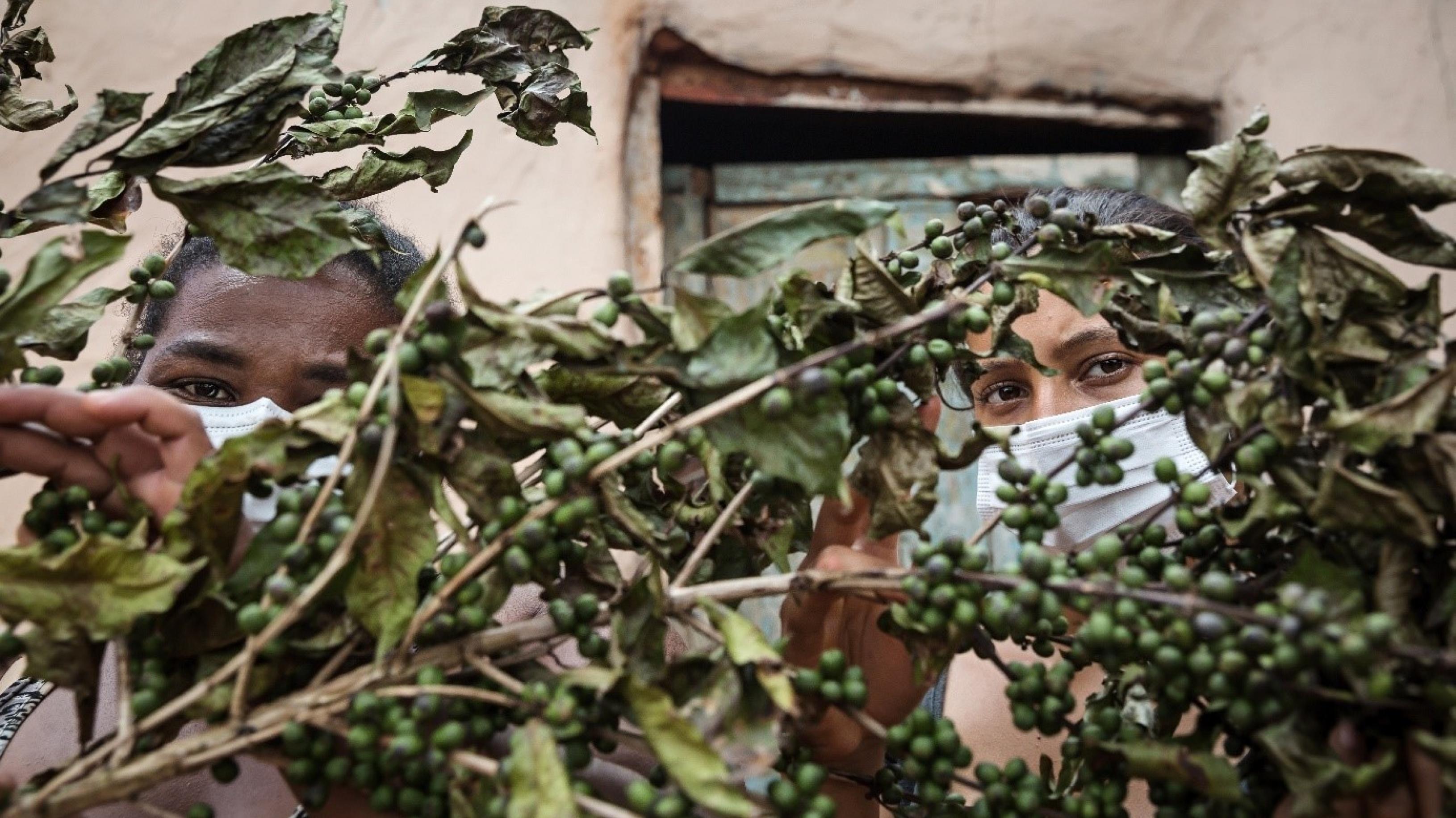 Maria* und ihre Tochter Lucia* schauen durch die Blätter einer Kaffeepflanzen. Sie tragen beide einen Mund- und Nasenschutz.