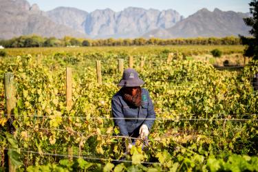 Farmarbeiterin auf einer Weinplantage Farmarbeiterin auf einer Weinplantage, umgeben von Weinreben. Sie trägt langärmilige Arbeitskleidung, Handschuhe und einen Hut. Im Hintergrund ist eine Gebirgskette zu sehen.