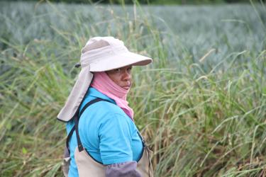 Eine Frau steht mit Sonnenhut, Halstuch, einem langärmligen Oberteil und Schütze in einem Feld.