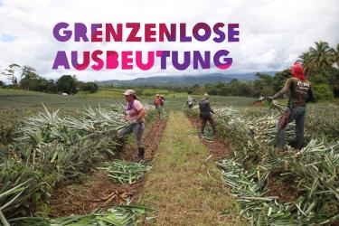 Arbeiter*innen bei der Ananasernte - Grenzenlose Ausbeutung