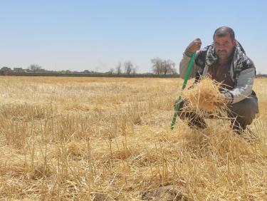 Wasserknappheit im Irak: Bäuer*innen müssen ihre Anbauflächen verkleinern oder sogar die Landwirtschaft ganz aufgeben. Ein Mann hockt auf einem abgemähten Feld. Er hält Stroh in der Hand und schaut in die Kamera.