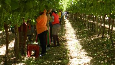 Arbeiter*innen in Südafrika ernten Trauben für die Weinproduktion.