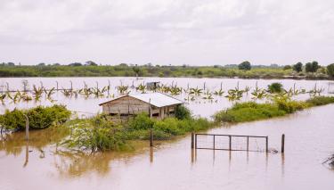 Eine landwirtschaftliche Fläche mit Palmen und einer Hütte steht unter Wasser