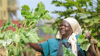 Maimuna Umar Nakato erntet Sukuma Wiki, eine ostafrikanische Kohlsorte.