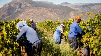Farmarbeiter*innen schneiden Trauben von den Rebstöcken. Im Hintergrund sind Berge zu sehen.