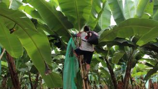 Ein Mann auf einer Leiter in der Krone einer Bananenpflanze. Er trägt ein Fußballtrikot mit Kniestrümpfen.