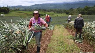Arbeiter*innen auf einer Ananas-Plantage