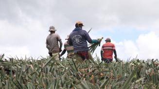 Arbeiter bei der Ananasernte auf einer Plantage