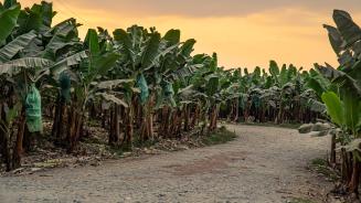Eine unbefestigte Straße führt durch eine Bananenplantage