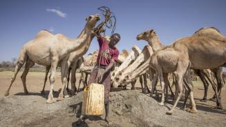 Mohamed Abdi Gedy mit seinen Kamelen
