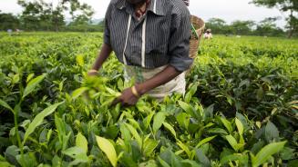 Teepflückerin in Indien