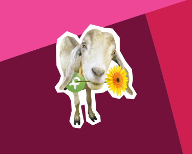 Ziege mit Blume im Maul vor buntem Hintergrund