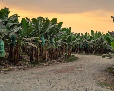 Eine unbefestigte Straße führt durch eine Bananenplantage