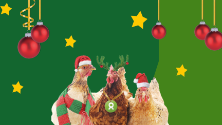 Hühner mit Weihnachtsdeko