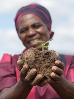 Ottilia Tarutira aus dem Distrikt Gutu in Simbabwe nimmt am Ruti-Bewässerungsprojekt teil. Ottilia Tarutira hält einen Setzling in die Kamera.