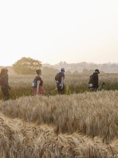 Ein Team von vier Menschen wandert durch Wiesen und Felder in der Abendsonne