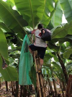 Arbeiter auf einer Leiter bei der Bananen-Ernte auf einer Plantage in Los Rios, Ecuador. Ein Mann auf einer Leiter in der Krone einer Bananenpflanze. Er trägt ein Fußballtrikot mit Kniestrümpfen.