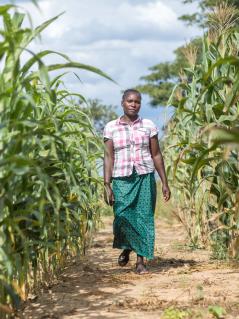 Angela Chiyala, stellvertretende Vorsitzende einer Landwirtschaftsschule in Namwala (Südprovinz, Sambia), auf einem Maisfeld. Eine Frau kommt uns auf einem Maisfeld entgegen.