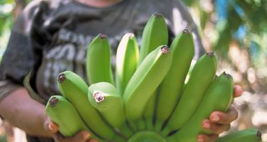 Oxfam-Studie Bittere Bananen