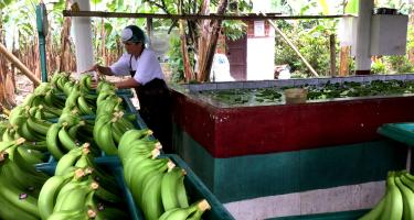 Ein Arbeiter auf einer Bananenplantage in Ecuador