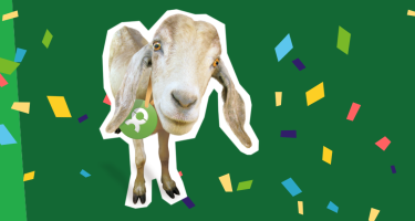 Spendengeschenke von OxfamUnverpackt Oxfam Unverpackt Ziege mit Konfetti