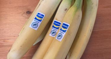 Bananen mit dem Siegel der Rainforest Alliance