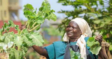 Maimuna Umar Nakato erntet Sukuma Wiki, eine ostafrikanische Kohlsorte.