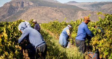 Farmarbeiter*innen schneiden Trauben von den Rebstöcken. Im Hintergrund sind Berge zu sehen.