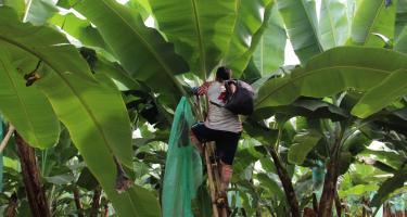 Ein Mann auf einer Leiter in der Krone einer Bananenpflanze. Er trägt ein Fußballtrikot mit Kniestrümpfen.