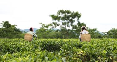 Arbeiterinnen auf einer Teeplantage in Assam. Arbeits- und Menschenrechte werden auf den Plantagen häufig nicht eingehalten. Zwei Arbeiterinnen mit Körben auf dem Rücken pflücken Teeplanzen auf einer Teeplantage