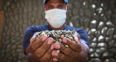 Arbeiter auf Kaffeeplantage in Brasilien