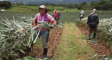 Arbeiter*innen auf einer Ananas-Plantage