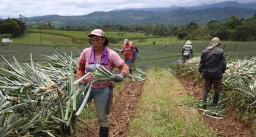 Arbeiter*innen auf einer Ananas-Plantage